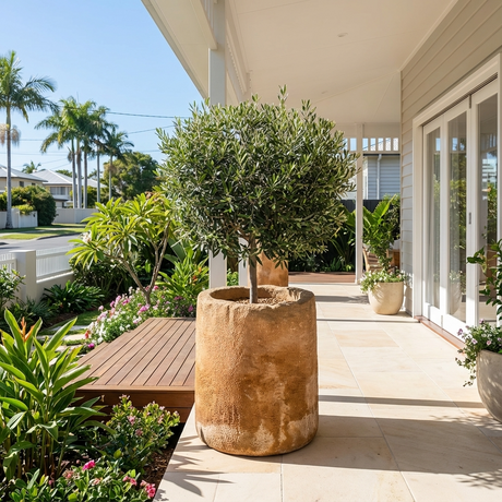 Large potted Mission Olive - Olea europaea ‘Mission’ tree on a sunny porch with plants, wooden deck, and white house exterior in the background.