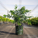 A Mock Orange (Murraya paniculata) with fragrant white flowers grows in a fabric pot, set on a dirt path inside a greenhouse nursery.
