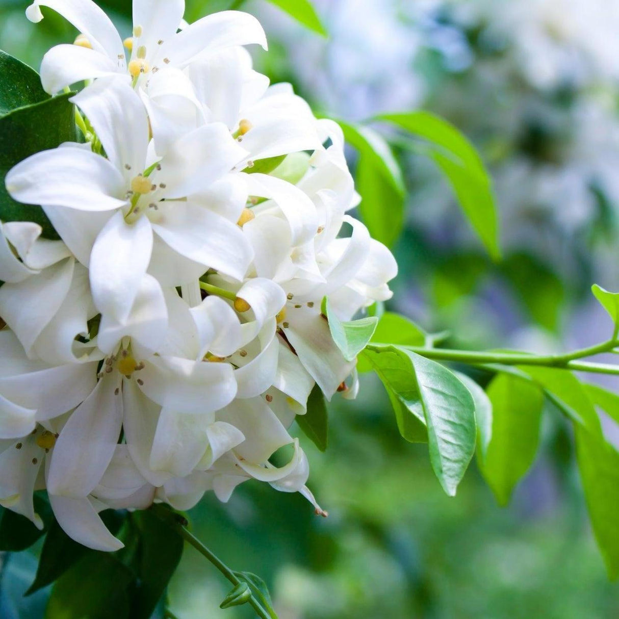 Mock Orange - Murraya paniculata-Evergreen,Fast Growing,Full Sun,Hedge,Moderate Water,Native,Outdoor,Screening,Shrub-Nursery Near Me