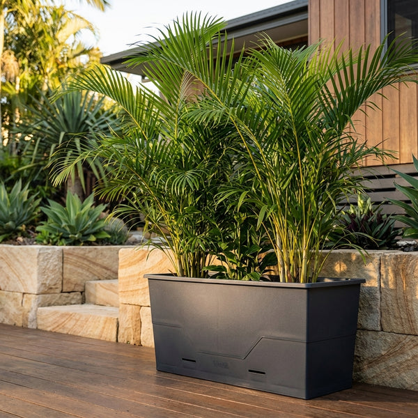 Tall green palms in a Modern Self Watering Planter (various sizes available) on a wooden deck, with stone and lush plants in the background.