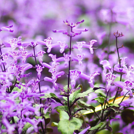 Mona Amethyst Spur Flower - Plectranthus 'Mona Amethyst'-Evergreen,Flowering,Moderate Water,Ornamental,Outdoor,Partial Shade,Slow Growing-Nursery Near Me