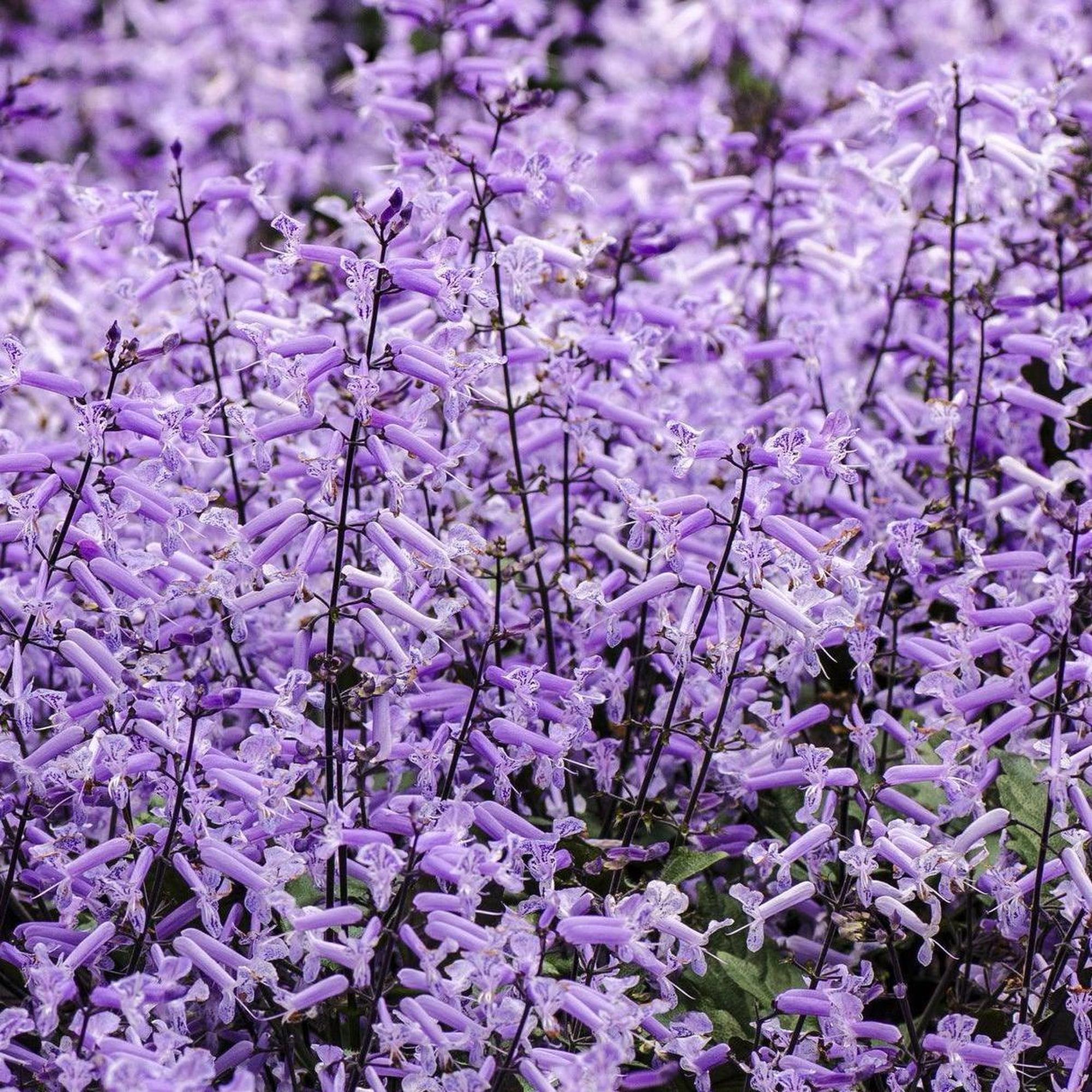 spur flower mona lavender Mona Lavender Spur Flower - Plectranthus 'Mona Lavender'