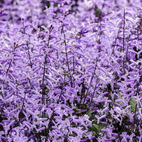 Mona Lavender Spur Flower - Plectranthus 'Mona Lavender'-Evergreen,Flowering,Moderate Growing,Moderate Water,Outdoor,Partial Shade,Shrub-Nursery Near Me