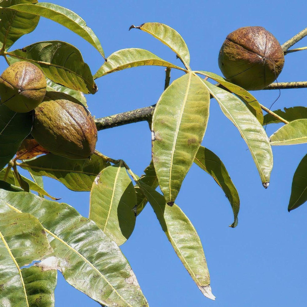 money plant fruit Money Tree - Pachira glabra
