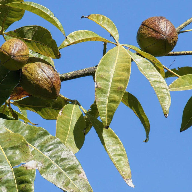 money tree nuts Money Tree - Pachira glabra