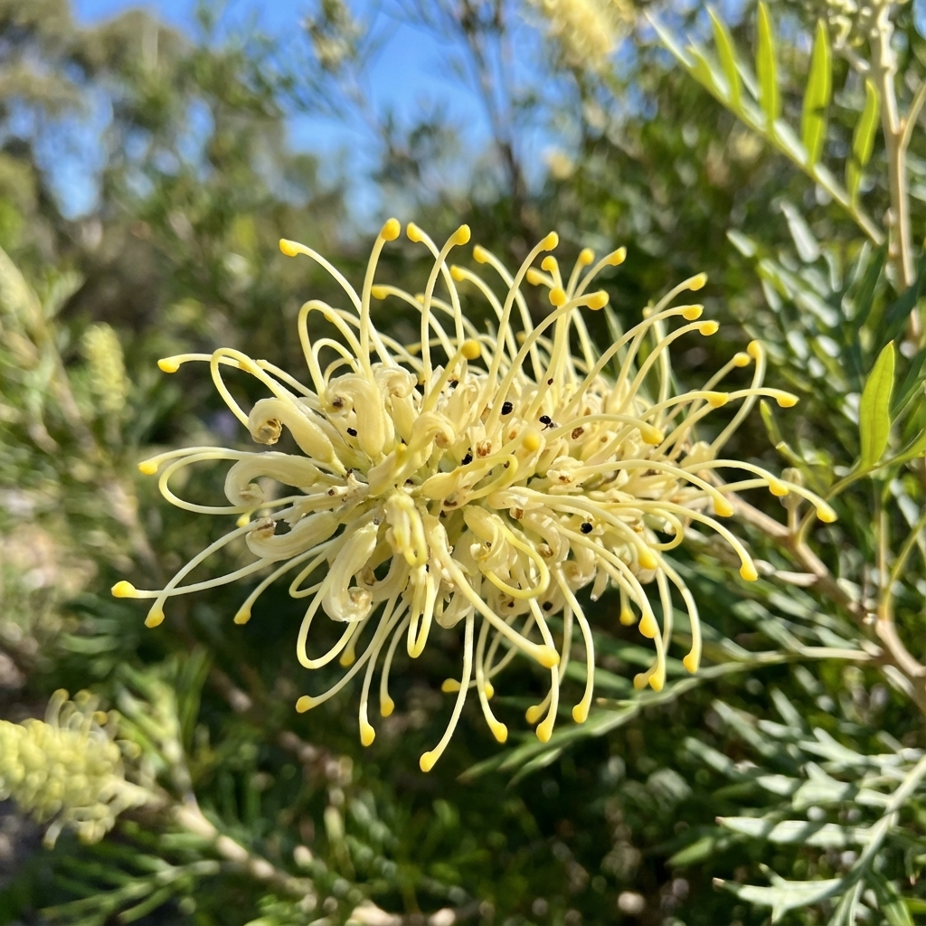 Close-up of Grevillea 'Moonlight' with creamy-white, curved-petal flowers against green leaves. This stunning Moonlight Grevillea is a bird-attracting plant that adds beauty to any garden.