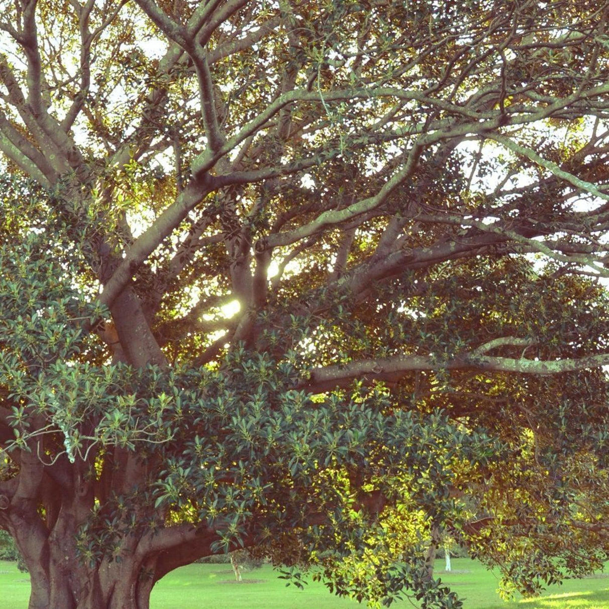 Moreton Bay Fig Tree - Ficus macrophylla-Evergreen,Fast Growing,Full Sun,Moderate Water,Outdoor,Screening,Tree-Nursery Near Me