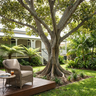 Moreton Bay Fig Tree