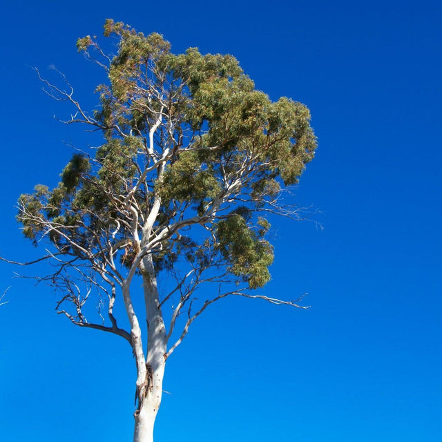 Moreton Bay ash - Corymbia tessellaris-Evergreen,Fast Growing,Full Sun,Low Water,Native,Outdoor,Tree-Nursery Near Me