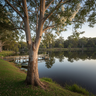 Moreton Bay ash