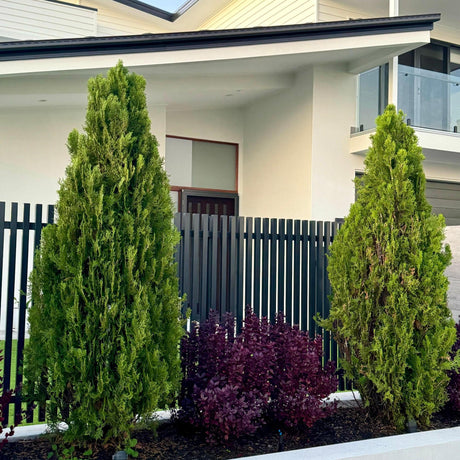 Morganii Oriental Arborvitae - Thuja orientalis 'Morgan'-Conifer,Evergreen,Full Sun,Moderate Water,Ornamental,Outdoor,Screening,Slow Growing-Nursery Near Me