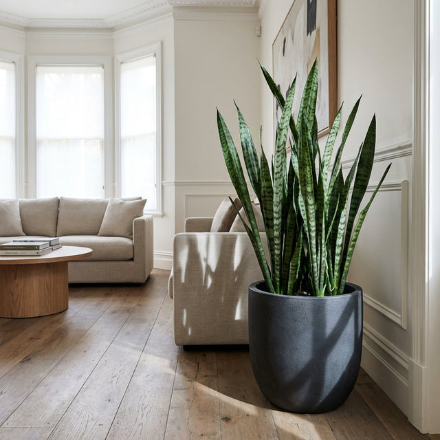 A large Mother in Law's Tongue (Sansevieria trifasciata) in a black pot is placed beside a beige sofa in a bright, modern living room with wood floors.