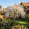 Mount Fuji White Flowering Cherry