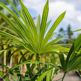 Mountain Palm - Schippia concolor-Evergreen,Full Sun,Moderate Water,Outdoor,Palm,Slow Growing,Tropical-Nursery Near Me