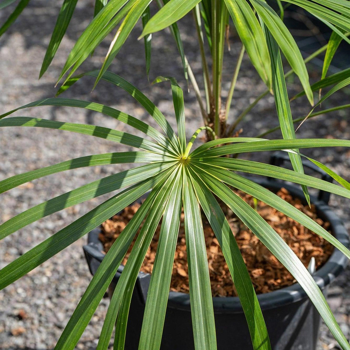 Mountain Palm - Schippia concolor-Evergreen,Full Sun,Moderate Water,Outdoor,Palm,Slow Growing,Tropical-Nursery Near Me