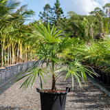 Mountain Palm - Schippia concolor-Evergreen,Full Sun,Moderate Water,Outdoor,Palm,Slow Growing,Tropical-Nursery Near Me