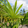 Mountain Palm