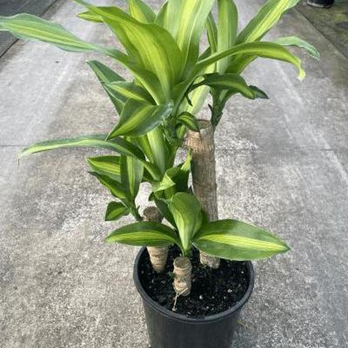 Multi Planted Corn Plant - Dracaena fragrans 'Massangeana'-Evergreen,Indoor,Moderate Water,Ornamental,Partial Shade,Slow Growing,Tropical-Nursery Near Me