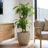 Multi Planted Corn Plant