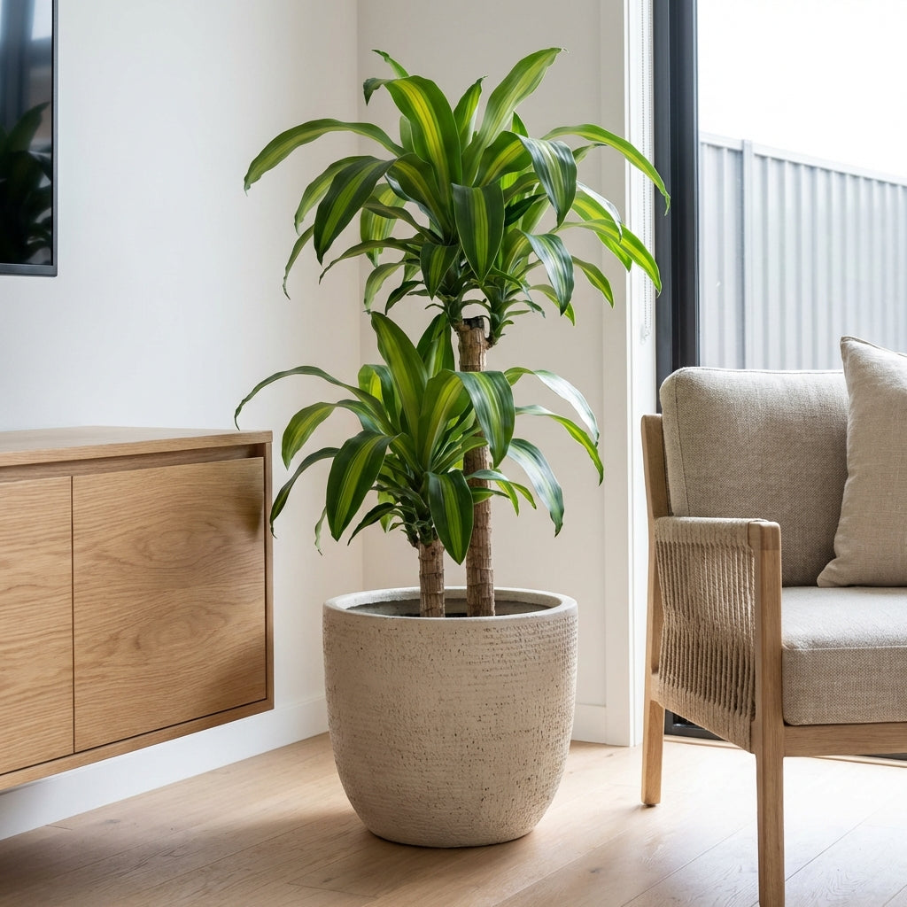 dracaena fragrans massangeana for sale Multi Planted Corn Plant - Dracaena fragrans 'Massangeana'