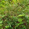 Multiflorous Phyllanthus