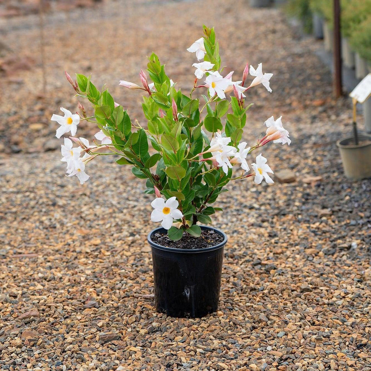 My Fair Lady - Dipladenia sanderi-Climber,Evergreen,Flowering,Moderate Growing,Moderate Water,Outdoor,Partial Shade-Nursery Near Me