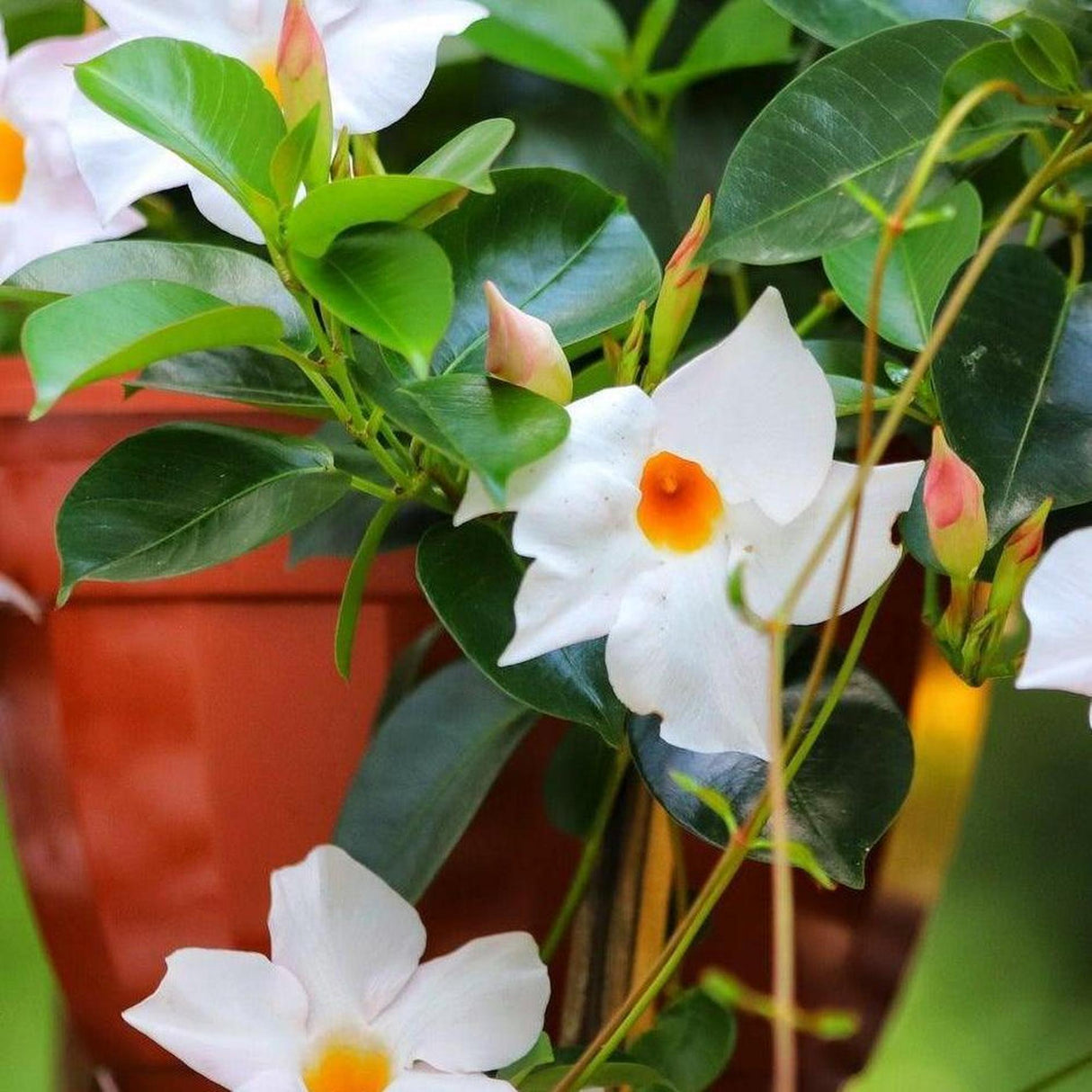 My Fair Lady - Dipladenia sanderi-Climber,Evergreen,Flowering,Moderate Growing,Moderate Water,Outdoor,Partial Shade-Nursery Near Me