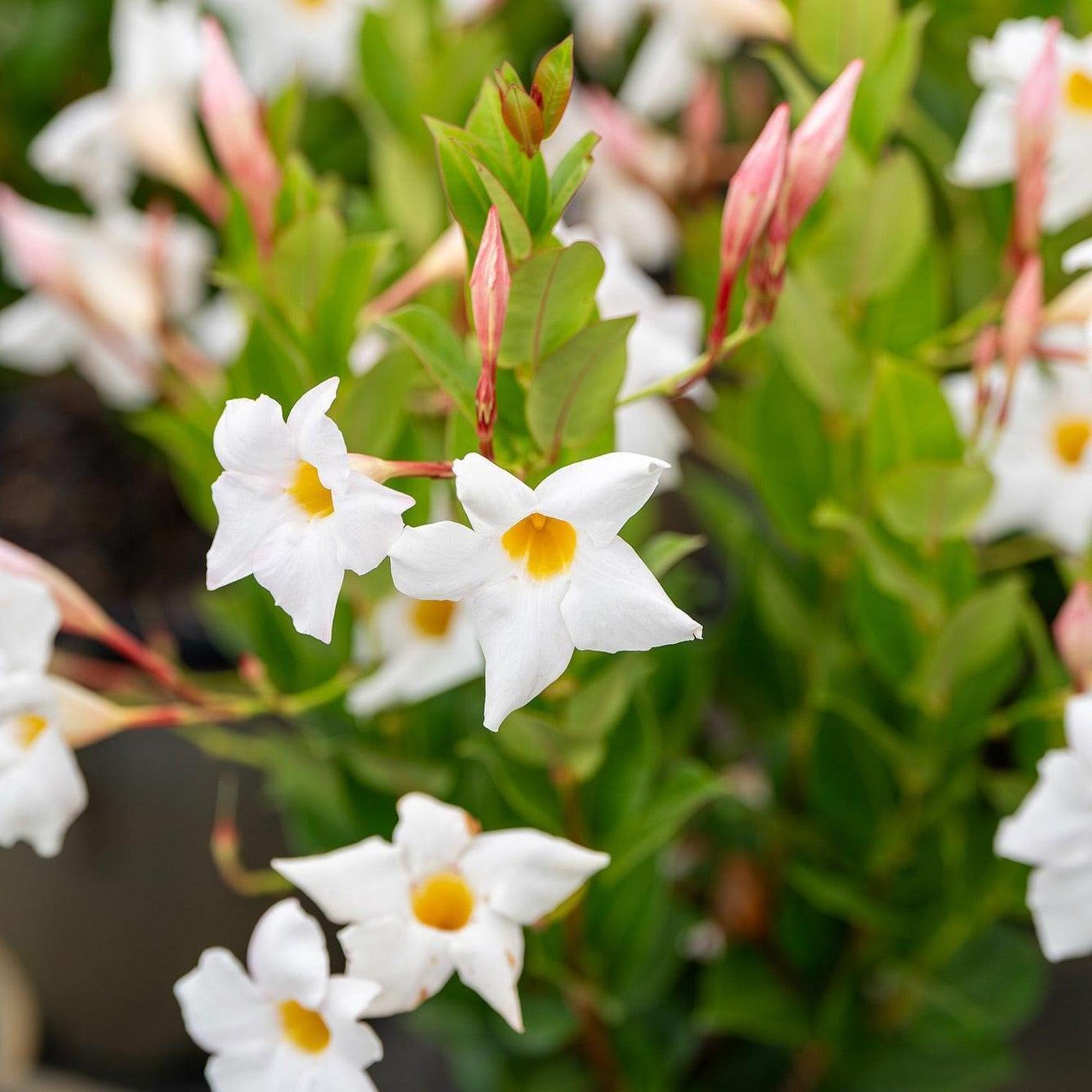 My Fair Lady - Dipladenia sanderi | Buy Online Australia – Nursery