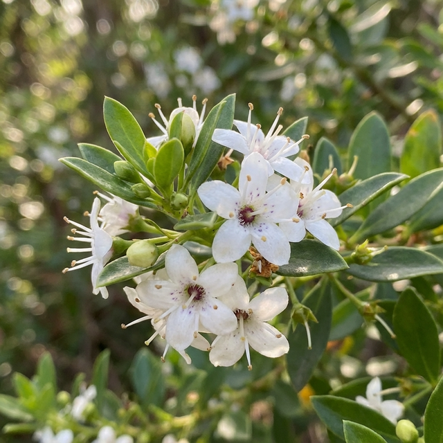 Broad Leaf Myoporum – Myoporum parvifolium 'Broad Leaf' features clusters of small white flowers and green leaves, creating an attractive, drought-tolerant ground cover in sunny areas.