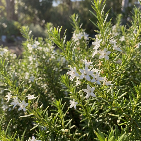 Fine Leaf Myoporum - Myoporum parvifolium 'Fine Leaf' features slender green leaves and clusters of small white flowers. This drought-tolerant ground cover is ideal for sunny outdoor areas.