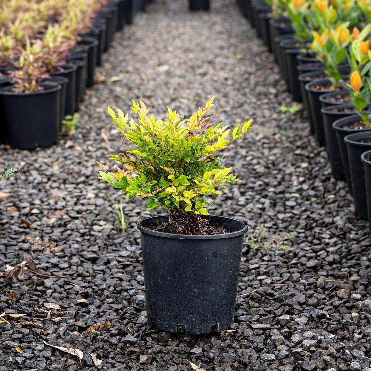 Nana Nandina - Nandina domestica 'Nana'-Evergreen,Moderate Water,Ornamental,Outdoor,Partial Shade,Screening,Shrub,Slow Growing-Nursery Near Me