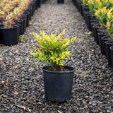 Nana Nandina - Nandina domestica 'Nana'-Evergreen,Moderate Water,Ornamental,Outdoor,Partial Shade,Screening,Shrub,Slow Growing-Nursery Near Me