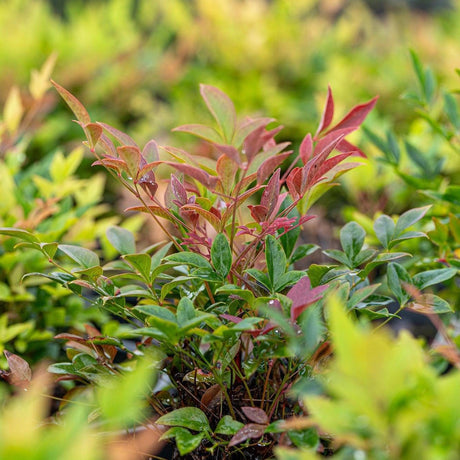 Nana Nandina - Nandina domestica 'Nana'-Evergreen,Moderate Water,Ornamental,Outdoor,Partial Shade,Screening,Shrub,Slow Growing-Nursery Near Me