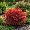 Blush™ Nandina