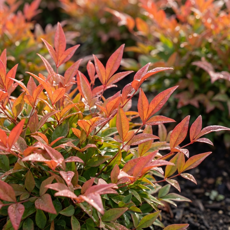 Bright orange and green leaves of the compact Nandina ‘Gulf Stream’ (Nandina domestica cultivar) glisten with water droplets in a garden bed, highlighting its attractive evergreen foliage.