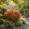 Nandina ‘Nana’ 