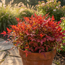 Obsession™ Nandina