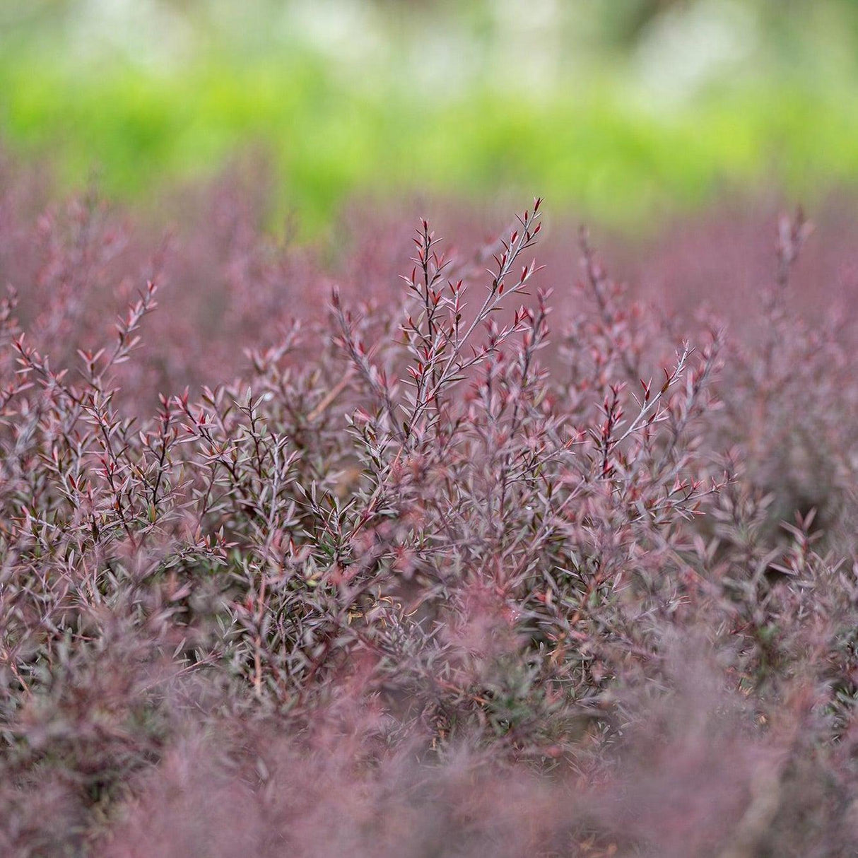 Nanum Rubrum Tea Tree - Leptospermum scoparium 'Nanum Rubrum'-Evergreen,Flowering,Full Sun,Moderate Water,Native,Outdoor,Shrub,Slow Growing-Nursery Near Me