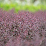 Nanum Rubrum Tea Tree - Leptospermum scoparium 'Nanum Rubrum'-Evergreen,Flowering,Full Sun,Moderate Water,Native,Outdoor,Shrub,Slow Growing-Nursery Near Me