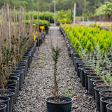 Nanum Rubrum Tea Tree - Leptospermum scoparium 'Nanum Rubrum'-Evergreen,Flowering,Full Sun,Moderate Water,Native,Outdoor,Shrub,Slow Growing-Nursery Near Me