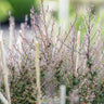 Nanum Rubrum Tea Tree