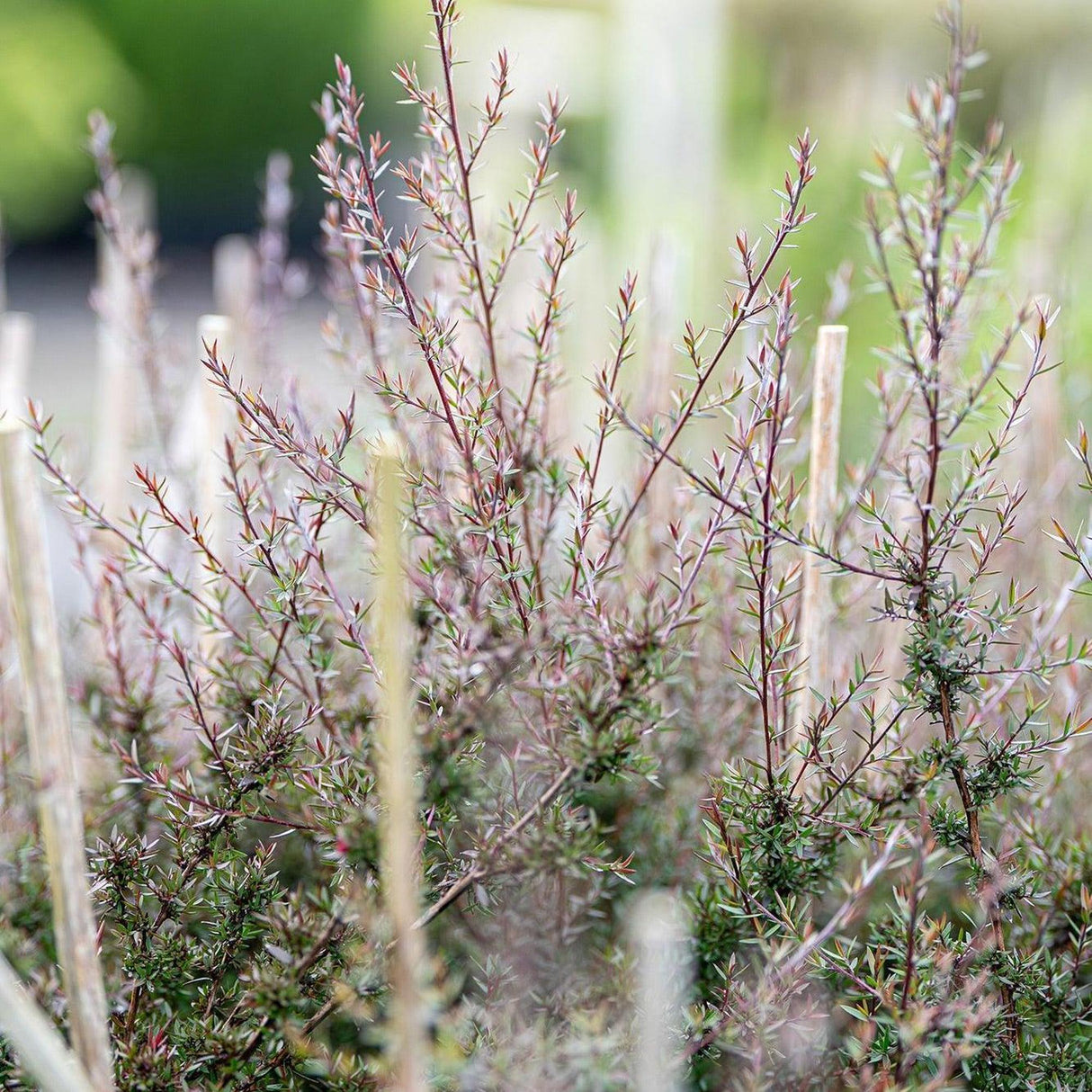 Nanum Rubrum Tea Tree - Leptospermum scoparium 'Nanum Rubrum'-Evergreen,Flowering,Full Sun,Moderate Water,Native,Outdoor,Shrub,Slow Growing-Nursery Near Me