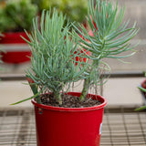 Narrow Chalk Sticks Senecio - Senecio talinoides-Evergreen,Full Sun,Ground Cover,Low Water,Ornamental,Outdoor,Slow Growing,Succulent-Nursery Near Me