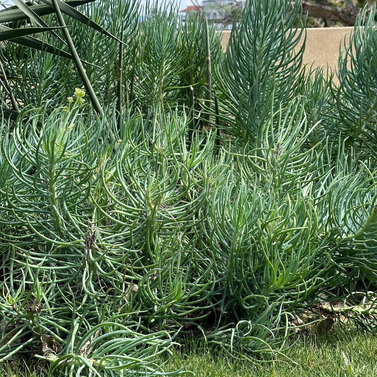 Narrow Chalk Sticks Senecio - Senecio talinoides-Evergreen,Full Sun,Ground Cover,Low Water,Ornamental,Outdoor,Slow Growing,Succulent-Nursery Near Me