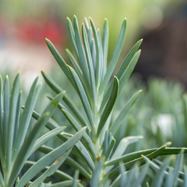 Narrow Chalk Sticks Senecio - Senecio talinoides-Evergreen,Full Sun,Ground Cover,Low Water,Ornamental,Outdoor,Slow Growing,Succulent-Nursery Near Me