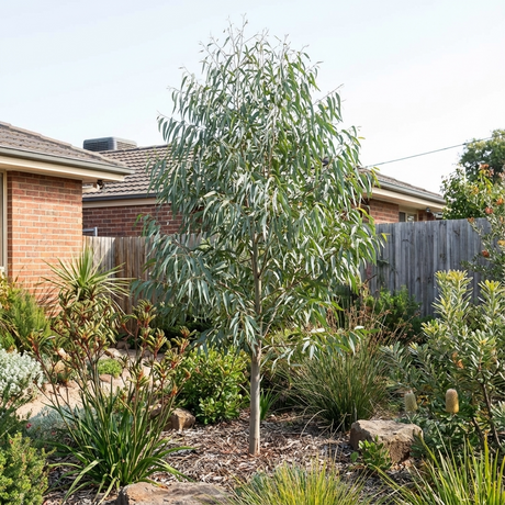 Narrow-Leaved Peppermint (Eucalyptus nicholii), a stunning Australian native tree, grows in a landscaped garden with shrubs and rocks, close to brick houses and a wooden fence.