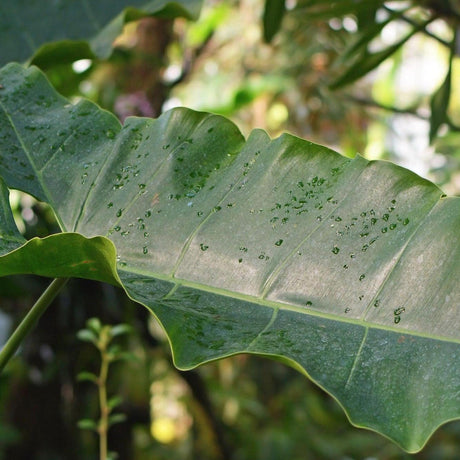 Narrow Lobed Philodendron - Philodendron stenolobum-Evergreen,Indoor,Moderate Growing,Moderate Water,Ornamental,Partial Shade,Tropical-Nursery Near Me