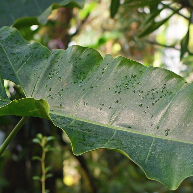 Narrow Lobed Philodendron - Philodendron stenolobum-Evergreen,Indoor,Moderate Growing,Moderate Water,Ornamental,Partial Shade,Tropical-Nursery Near Me