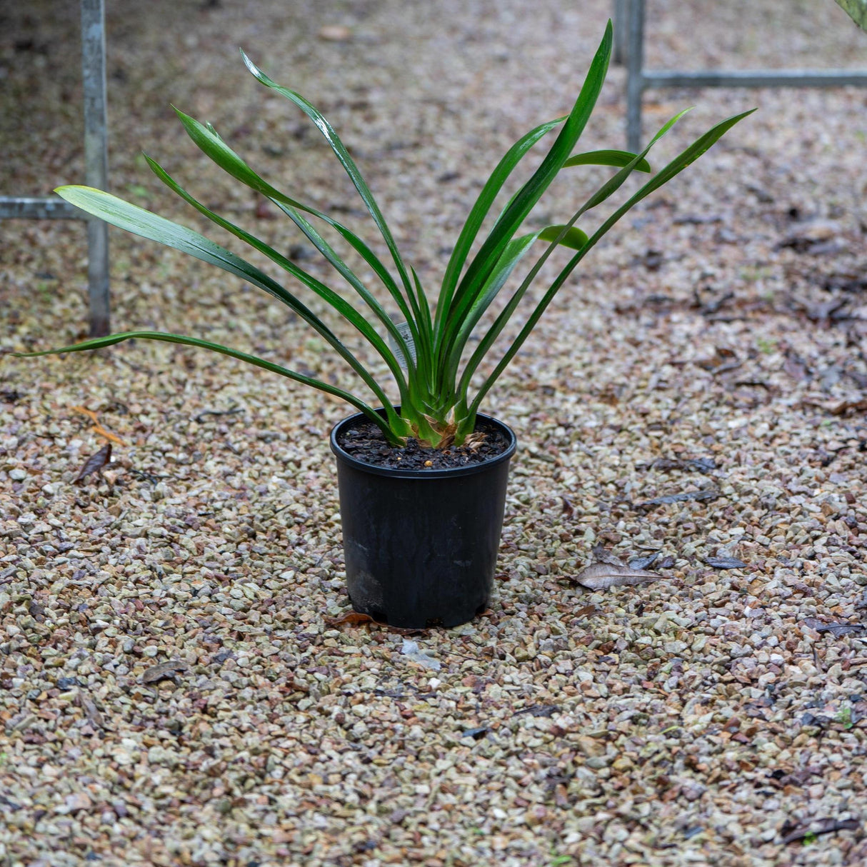 Natal Lily - Clivia miniata-Evergreen,Flowering,Moderate Water,Outdoor,Partial Shade,Slow Growing,Tropical-Nursery Near Me