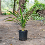 Natal Lily - Clivia miniata-Evergreen,Flowering,Moderate Water,Outdoor,Partial Shade,Slow Growing,Tropical-Nursery Near Me